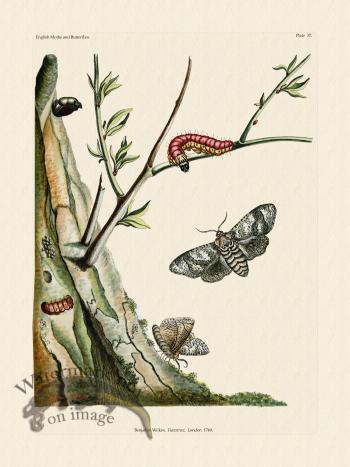 Wilkes Butterflies 037